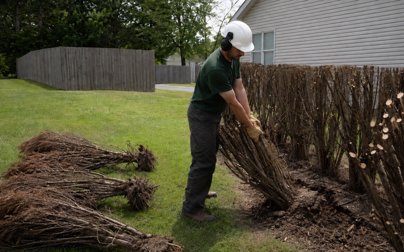 Worker pulling a Leyland cypress stem cluster out of a failed screen planting in Franklin after the tops have been taken off.